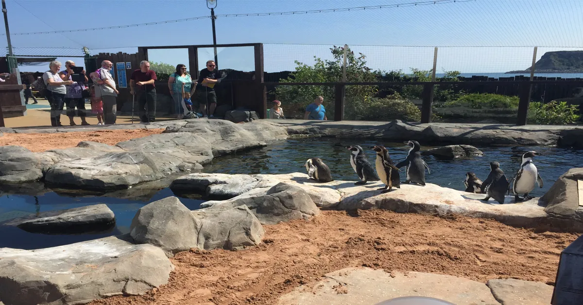 Penguins at SEA LIFE Scarborough