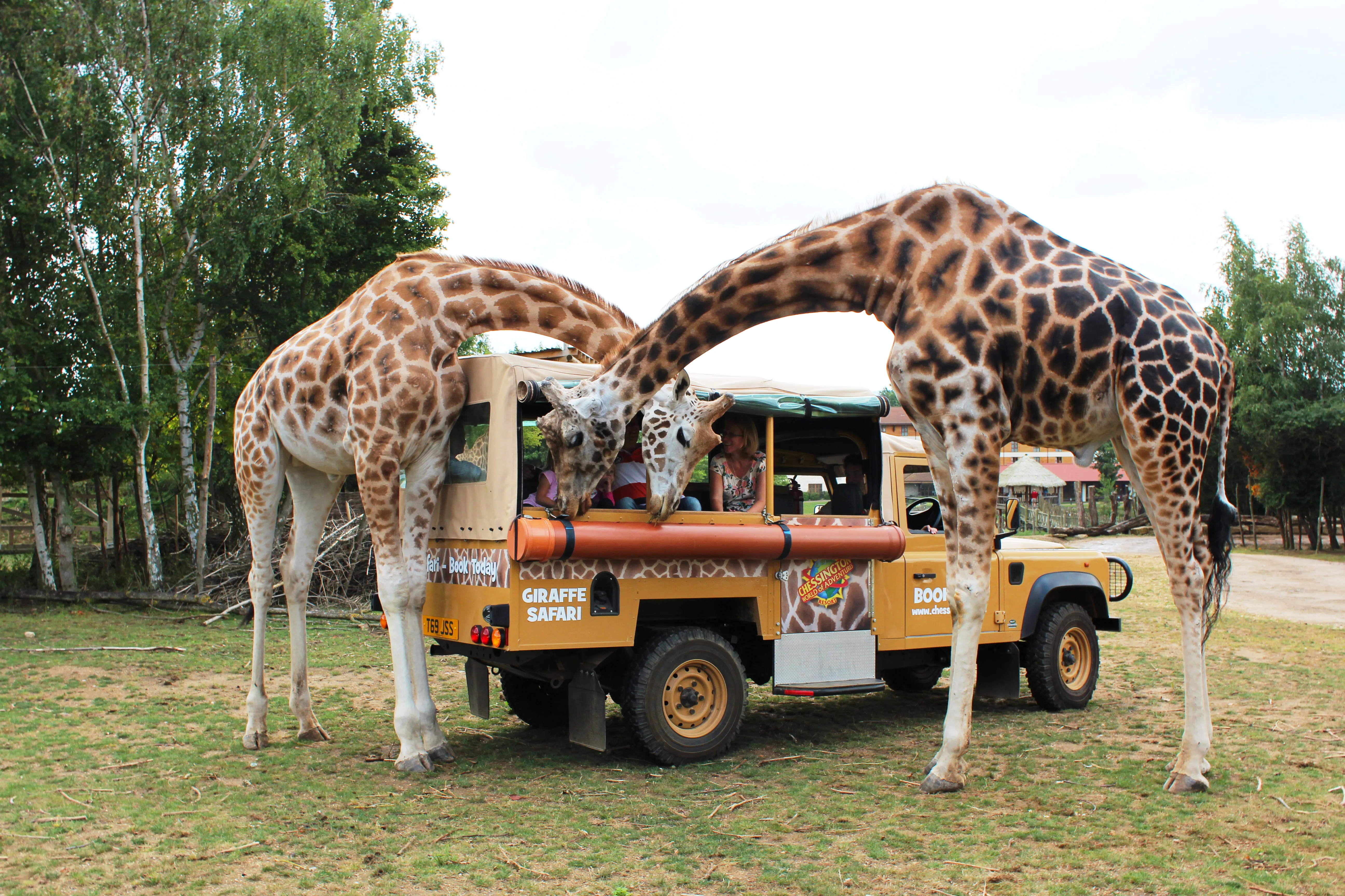 Giraffe Safari at Chessington World of Adventures Resort
