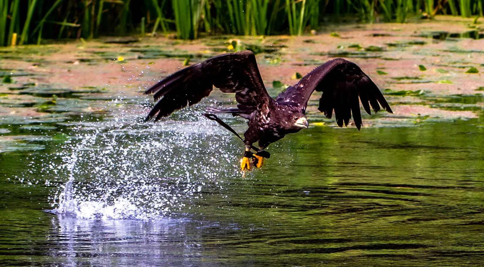 The Falconers Quest