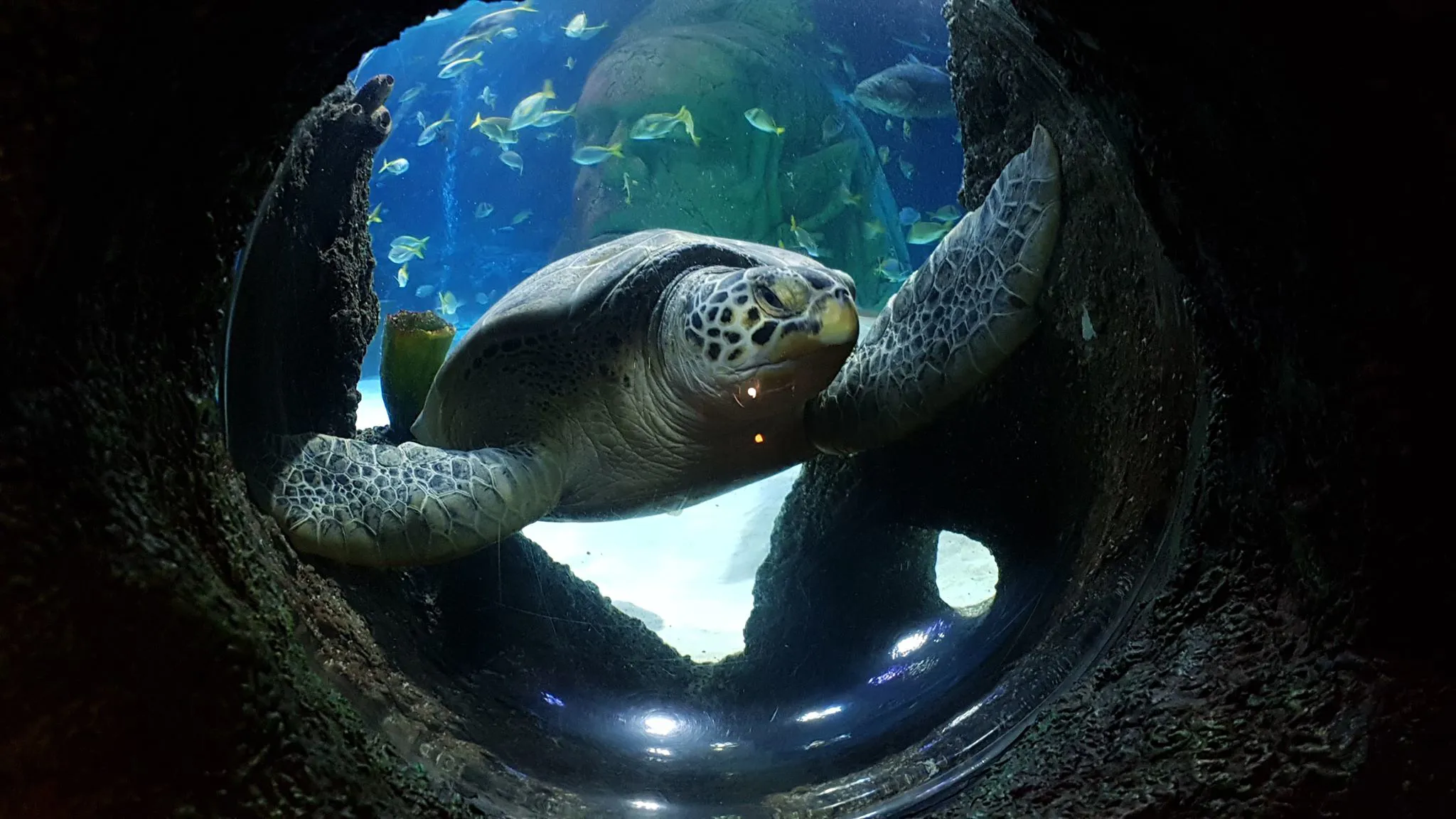 Turtles at SEA LIFE Centres