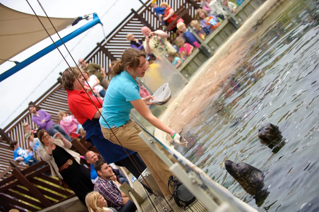 Seal at SEA LIFE Scarborough