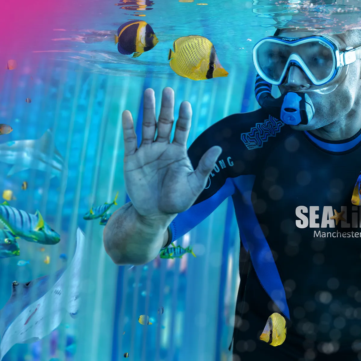 Snorkel with Sharks SEA LIFE Manchester