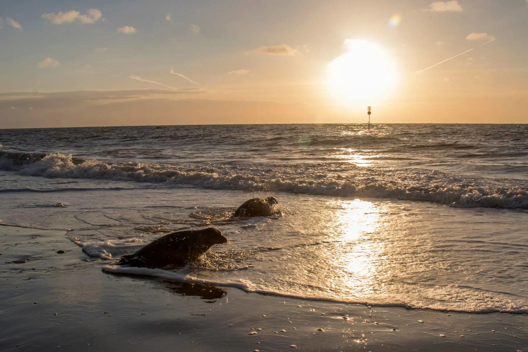 Seals at the Beach