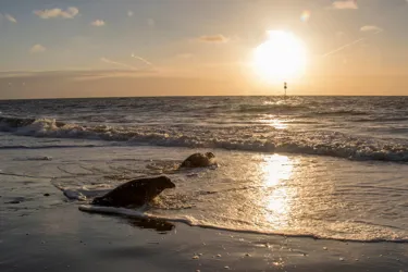 Seals at the Beach