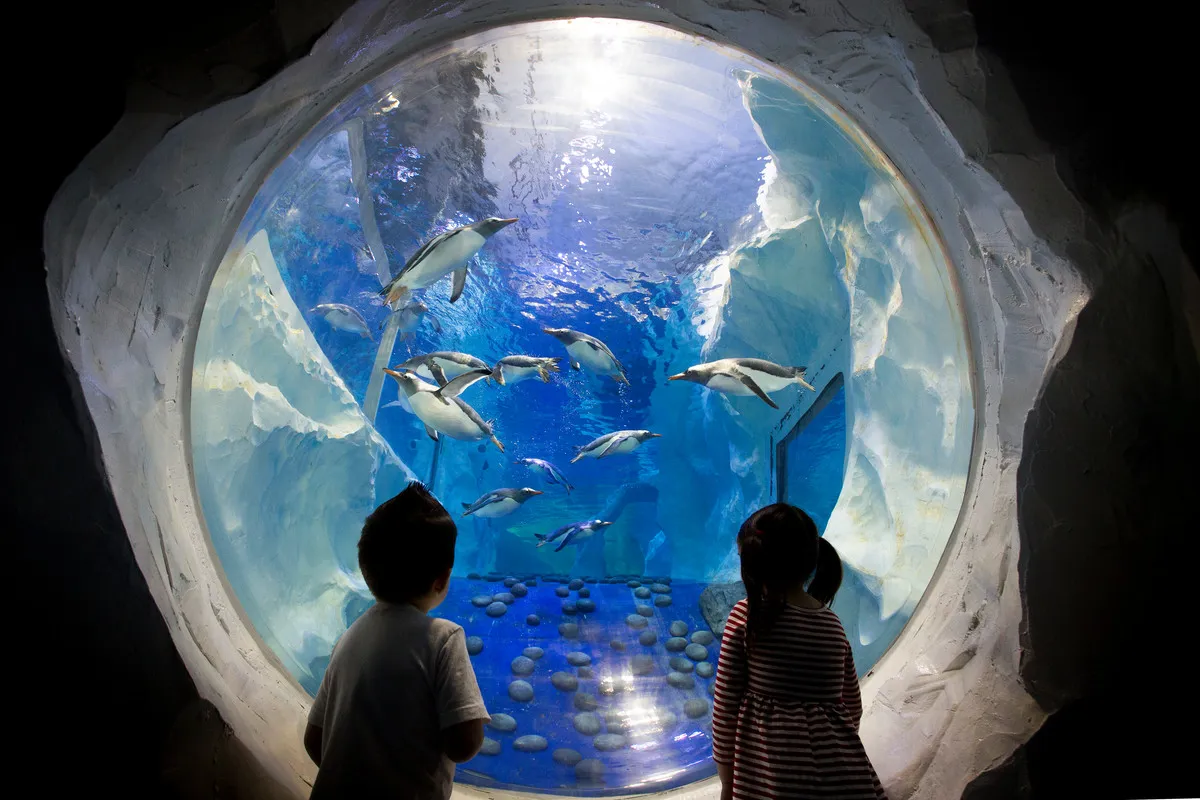 Penguins at the National SEA LIFE Centre Birmingham