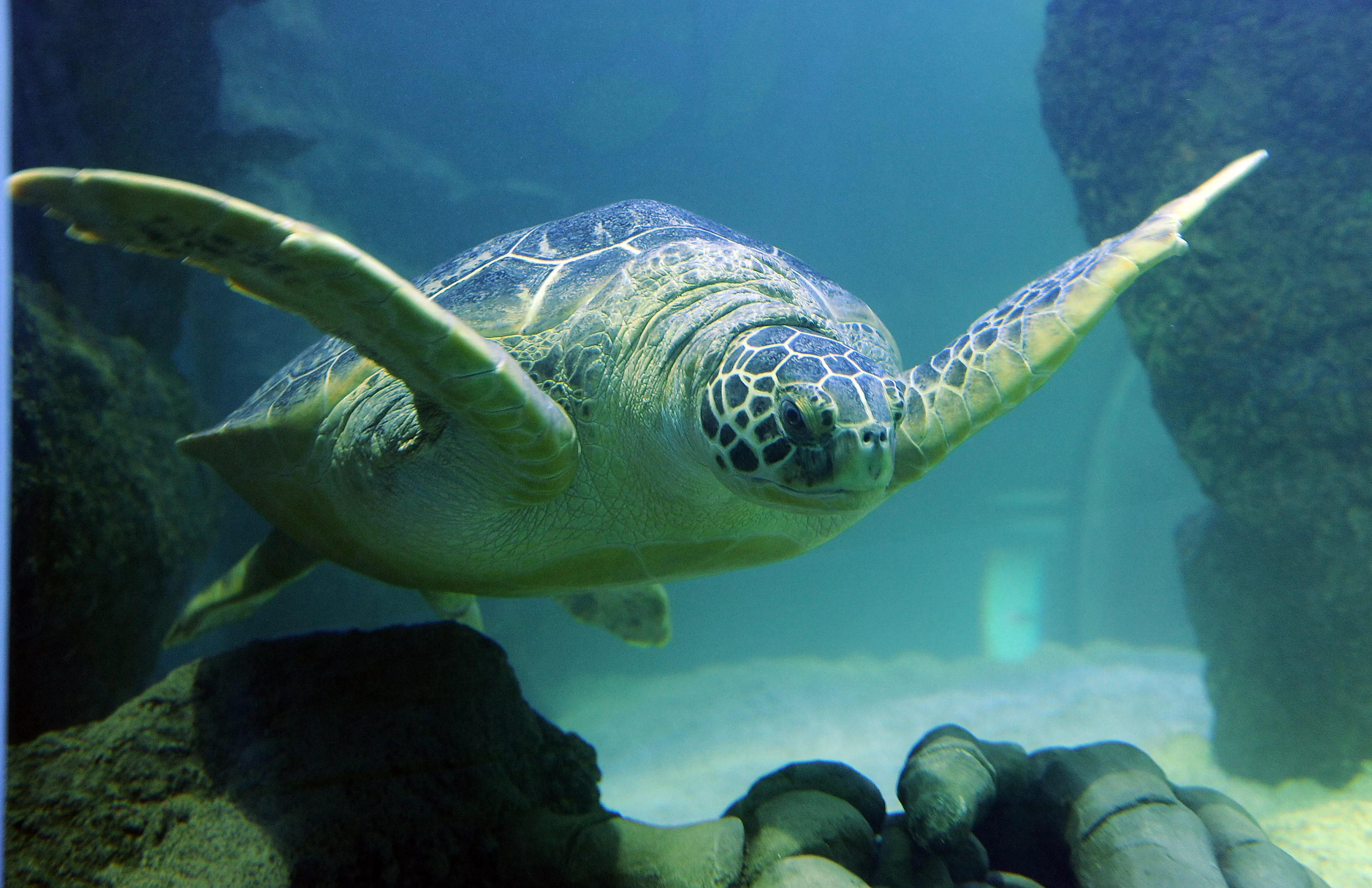 Turtle at SEA LIFE Manchester