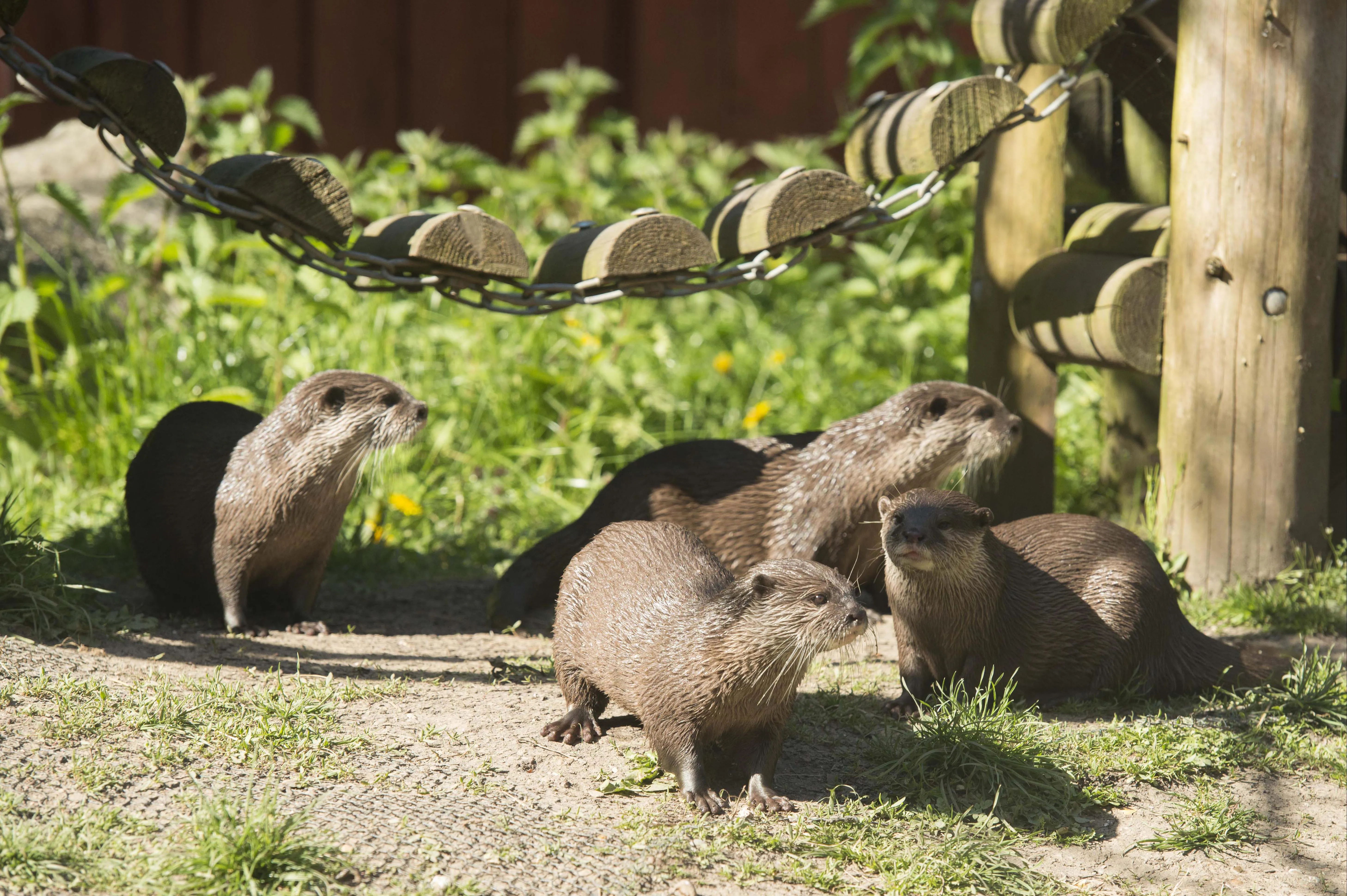 Otters at SEA LIFE Weymouth