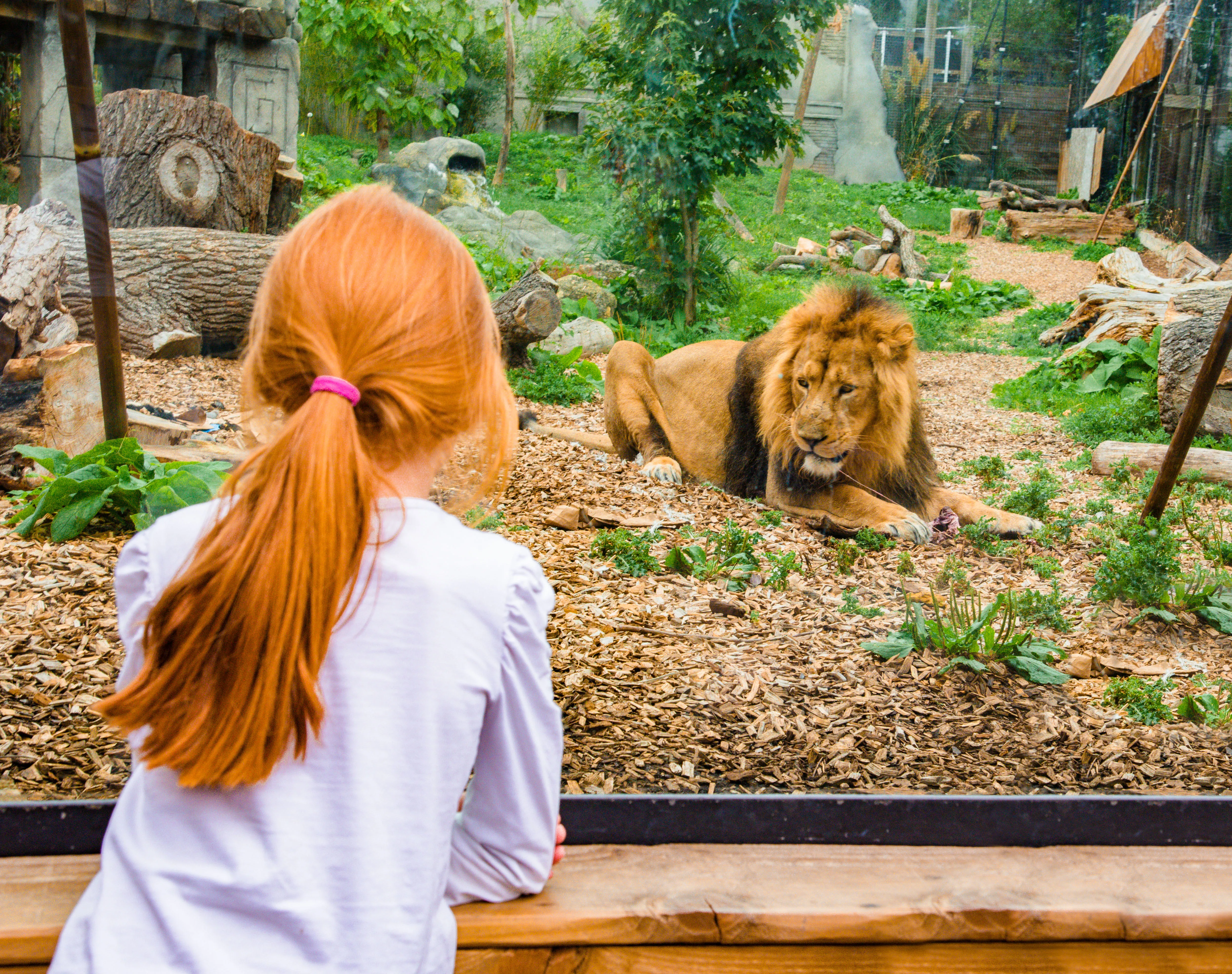 Kamal, An Asiatic Lion At Chessington World Of Adventures Resort