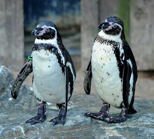 Penguins at SEA LIFE Great Yarmouth